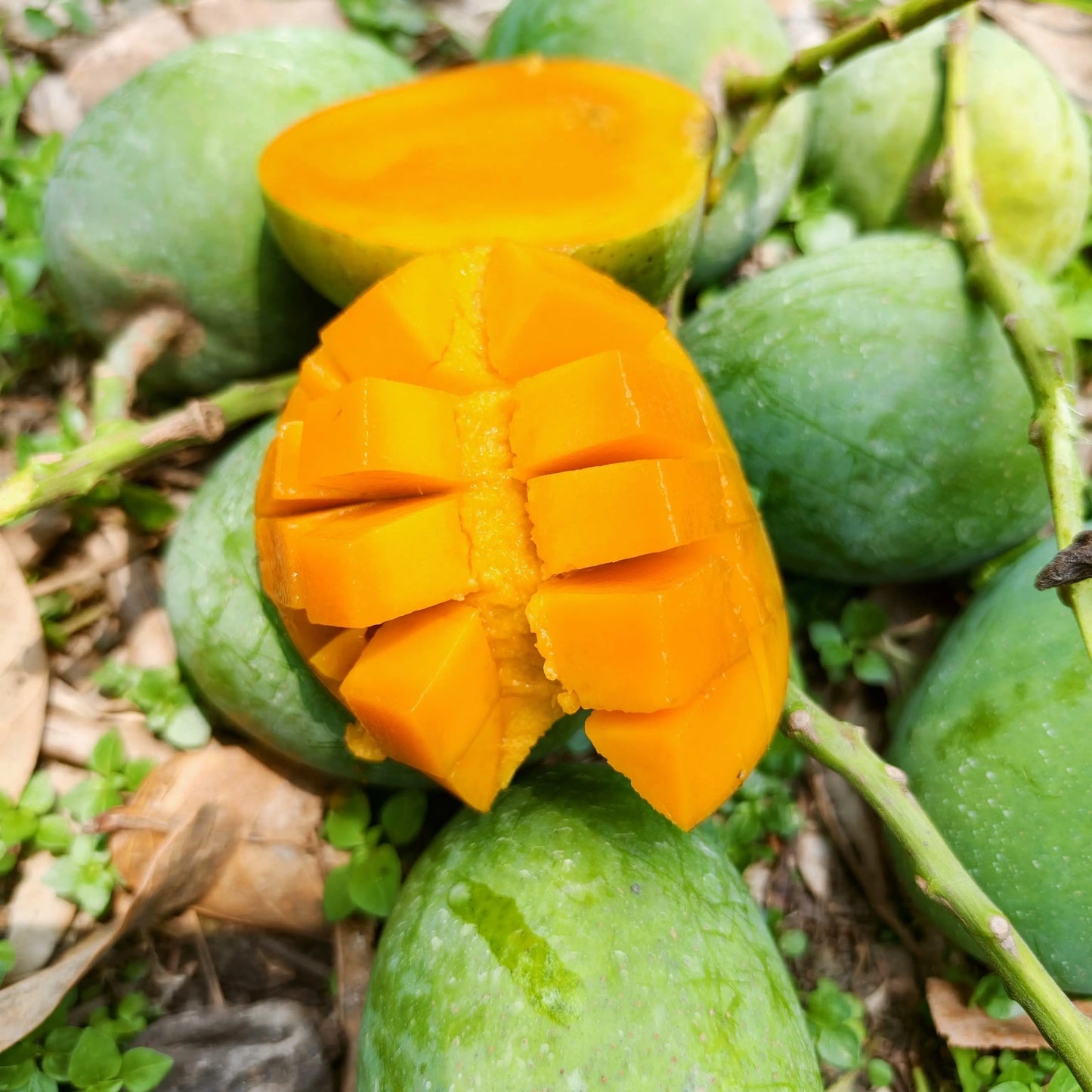 Fresh Shudhik Himsagar mango from Satkhira, showcasing ripe, juicy mangoes with smooth yellow skin and vibrant color.