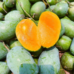 Amrapali Mango | আম রুপালি - Shudhik
