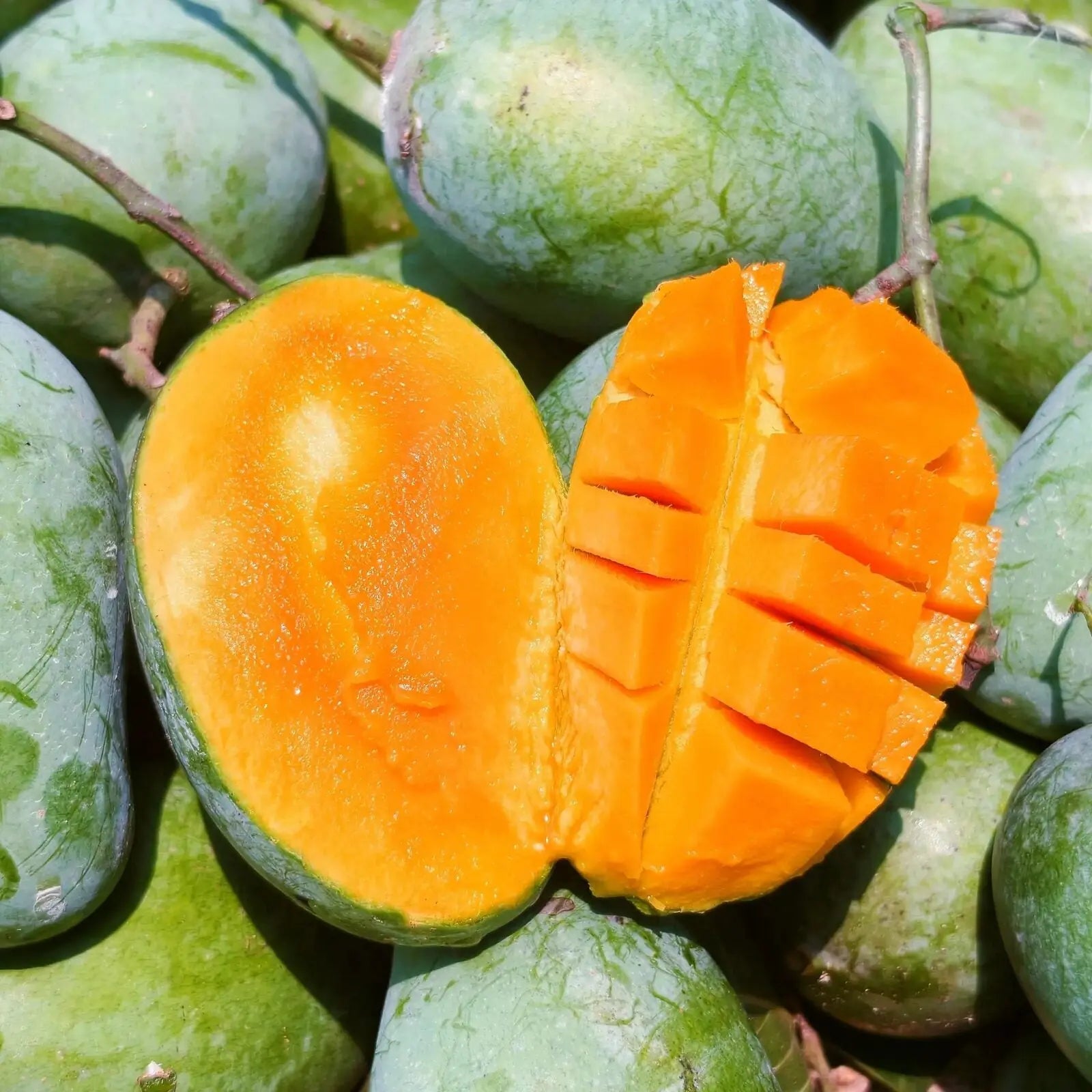 Shudhik Amrapali Mango, ripe and vibrant, with smooth yellow skin and natural shine, ready to enjoy.