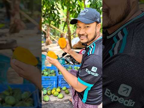 himsagar-mango
