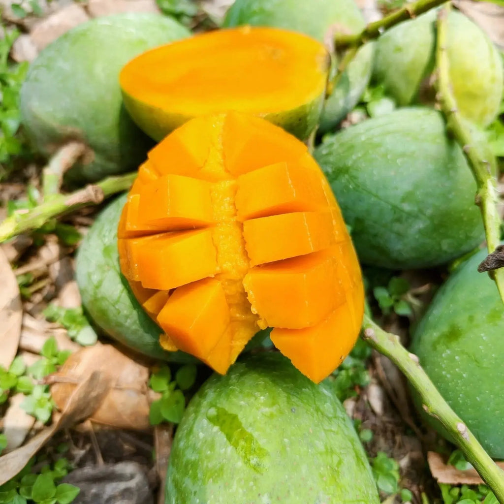 Fresh Shudhik Himsagar mango from Satkhira, showcasing ripe, juicy mangoes with vibrant yellow skin and smooth texture.