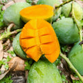 Fresh Shudhik Himsagar mango from Satkhira, showcasing ripe, juicy mangoes with vibrant yellow skin and smooth texture.