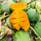 Fresh Shudhik Himsagar mango from Satkhira, showcasing ripe, juicy mangoes with vibrant yellow skin and smooth texture.