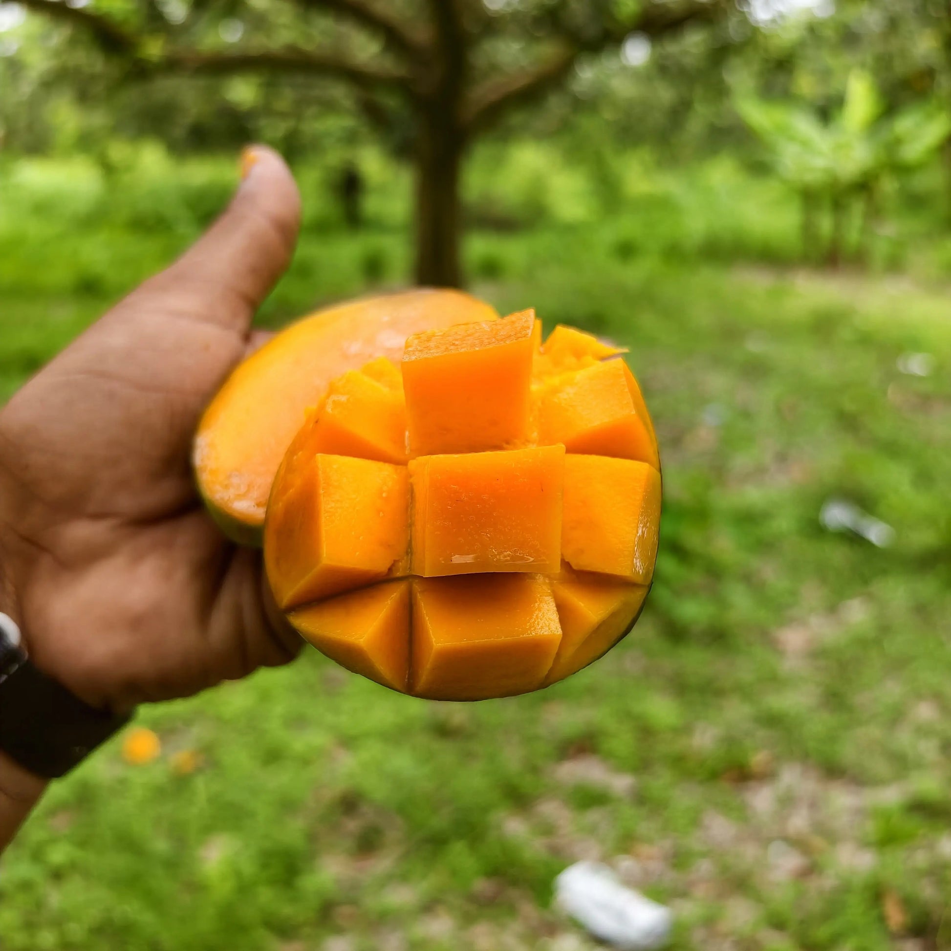 Fresh Shudhik Himsagar Mango from Satkhira, showcasing ripe, yellow mangoes with smooth skin and vibrant color.