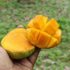 Fresh Shudhik Himsagar Mango from Satkhira, showcasing vibrant yellow skin and ripe, juicy flesh.