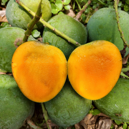 Fresh Shudhik Himsagar mango from Satkhira, showcasing bright yellow skin and ripe, juicy interior.